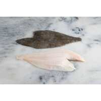 Read Regal Fish Reviews