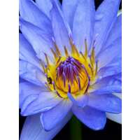 Read Ensar Oud Reviews