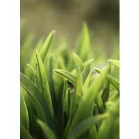 Read Ensar Oud Reviews