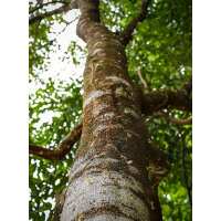 Read Ensar Oud Reviews