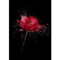 Read Ensar Oud Reviews