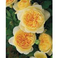 Read Ensar Oud Reviews