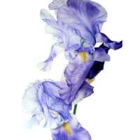 Read Ensar Oud Reviews