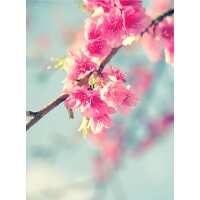 Read Ensar Oud Reviews