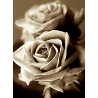 Read Ensar Oud Reviews
