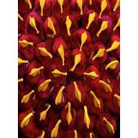 Read Ensar Oud Reviews