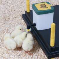 Read Aussie Chook Supplies Reviews