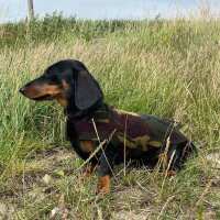 Read Lords and Labradors US Reviews