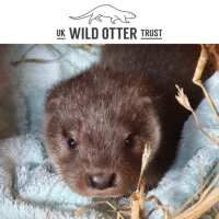 Read Spotty Otter Reviews
