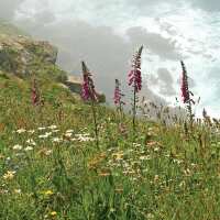 Read Evocative Cornwall Reviews