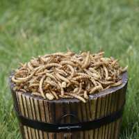 Read Ivel Valley Wild Bird Food Reviews