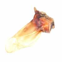 Lesen Hund von Eden Bewertungen