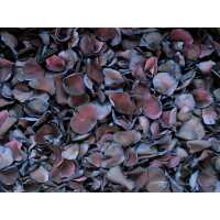Read Petal Garden Reviews
