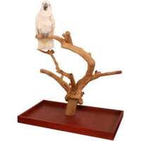 Read Northern Parrots Reviews