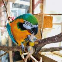 Read Northern Parrots Reviews