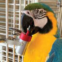 Read Northern Parrots Reviews