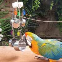 Read Northern Parrots Reviews