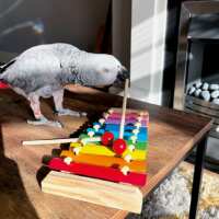 Read Northern Parrots Reviews