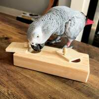 Read Northern Parrots Reviews