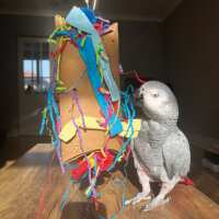 Read Northern Parrots Reviews
