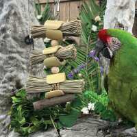 Read Northern Parrots Reviews