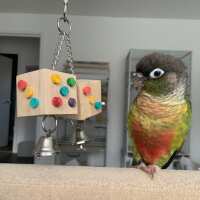 Read Northern Parrots Reviews