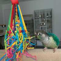 Read Northern Parrots Reviews