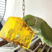 Read Northern Parrots Reviews