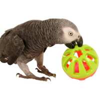 Read Northern Parrots Reviews