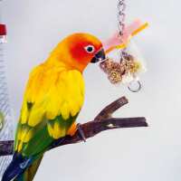 Read Northern Parrots Reviews