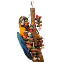 Read Northern Parrots Reviews
