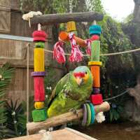 Read Northern Parrots Reviews