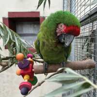 Read Northern Parrots Reviews