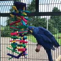Read Northern Parrots Reviews
