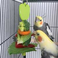 Read Northern Parrots Reviews