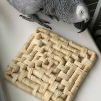 Read Northern Parrots Reviews
