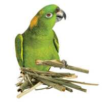 Read Northern Parrots Reviews