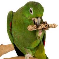 Read Northern Parrots Reviews