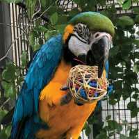 Read Northern Parrots Reviews
