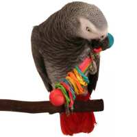 Read Northern Parrots Reviews