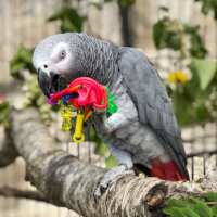 Read Northern Parrots Reviews