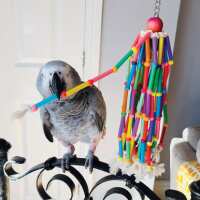 Read Northern Parrots Reviews