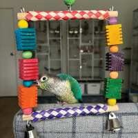 Read Northern Parrots Reviews
