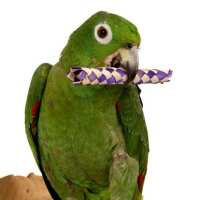 Read Northern Parrots Reviews