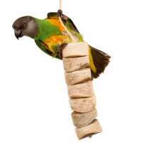Read Northern Parrots Reviews