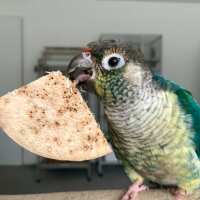 Read Northern Parrots Reviews