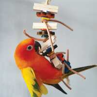 Read Northern Parrots Reviews