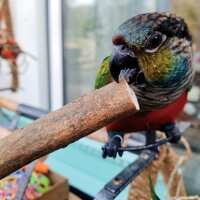 Read Northern Parrots Reviews