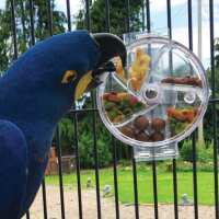 Read Northern Parrots Reviews
