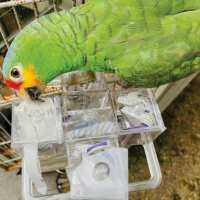 Read Northern Parrots Reviews